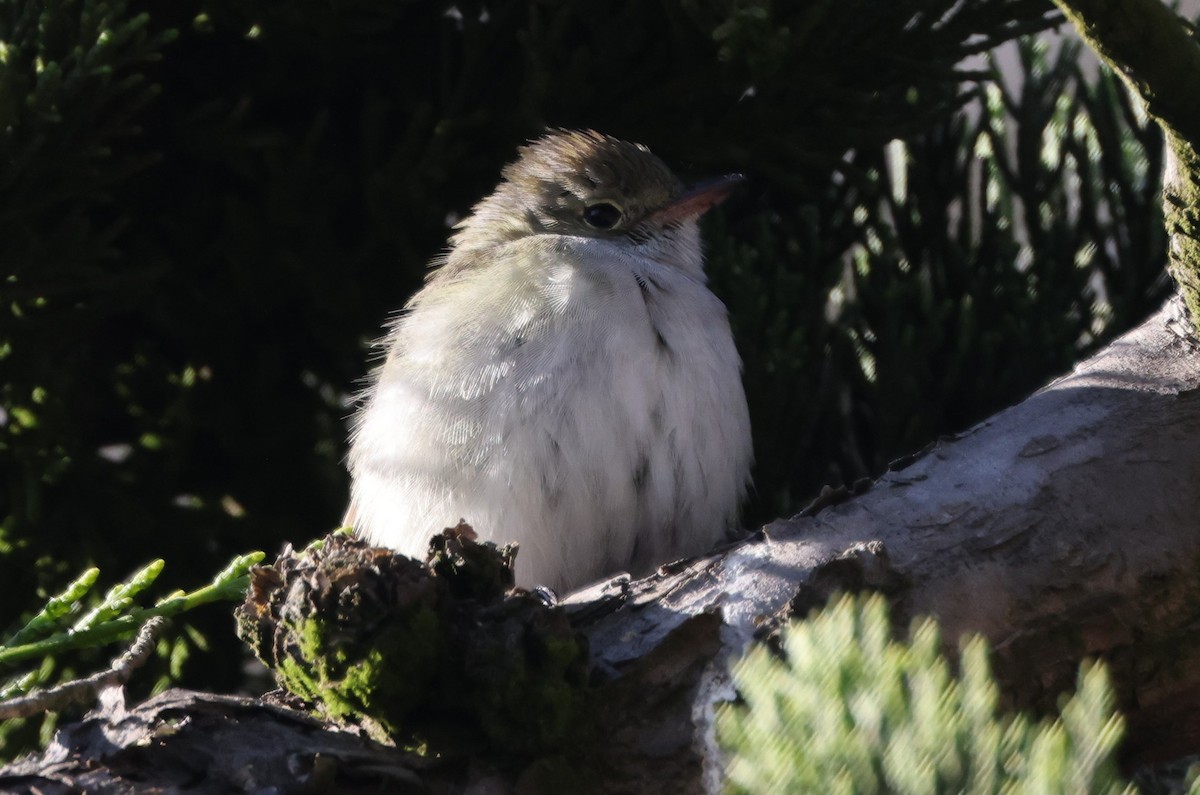 Small-billed Elaenia - Jim Tietz
