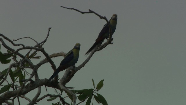 Pale-headed Rosella - ML481485