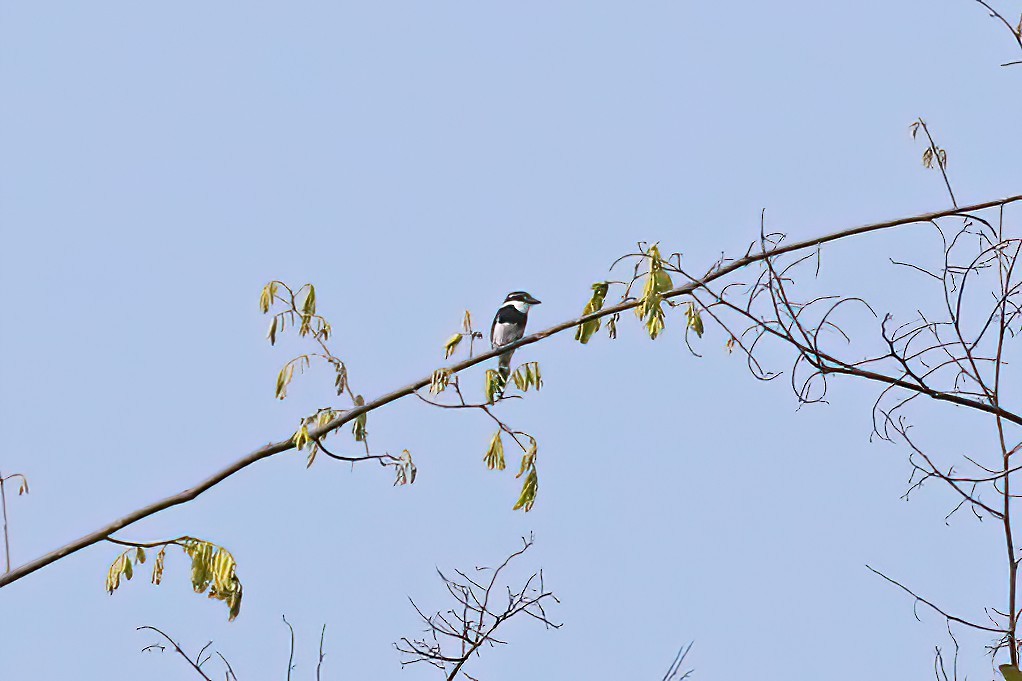 White-necked Puffbird - ML481485191