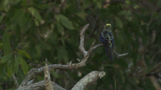 Pale-headed Rosella - ML481486