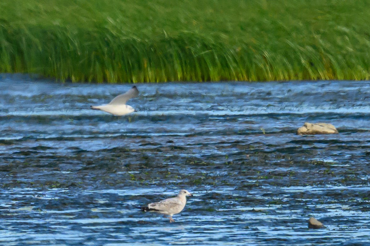 Black-legged Kittiwake - ML481486051