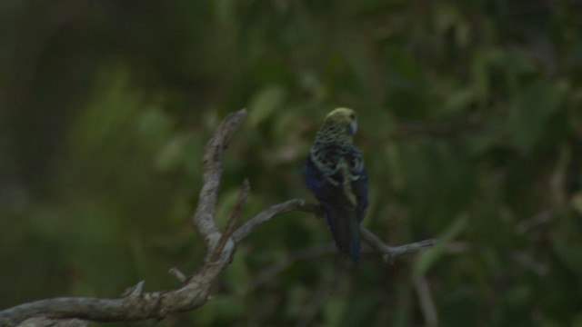 ホオアオサメクサインコ - ML481487