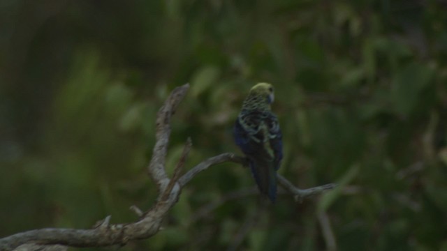 Pale-headed Rosella - ML481487