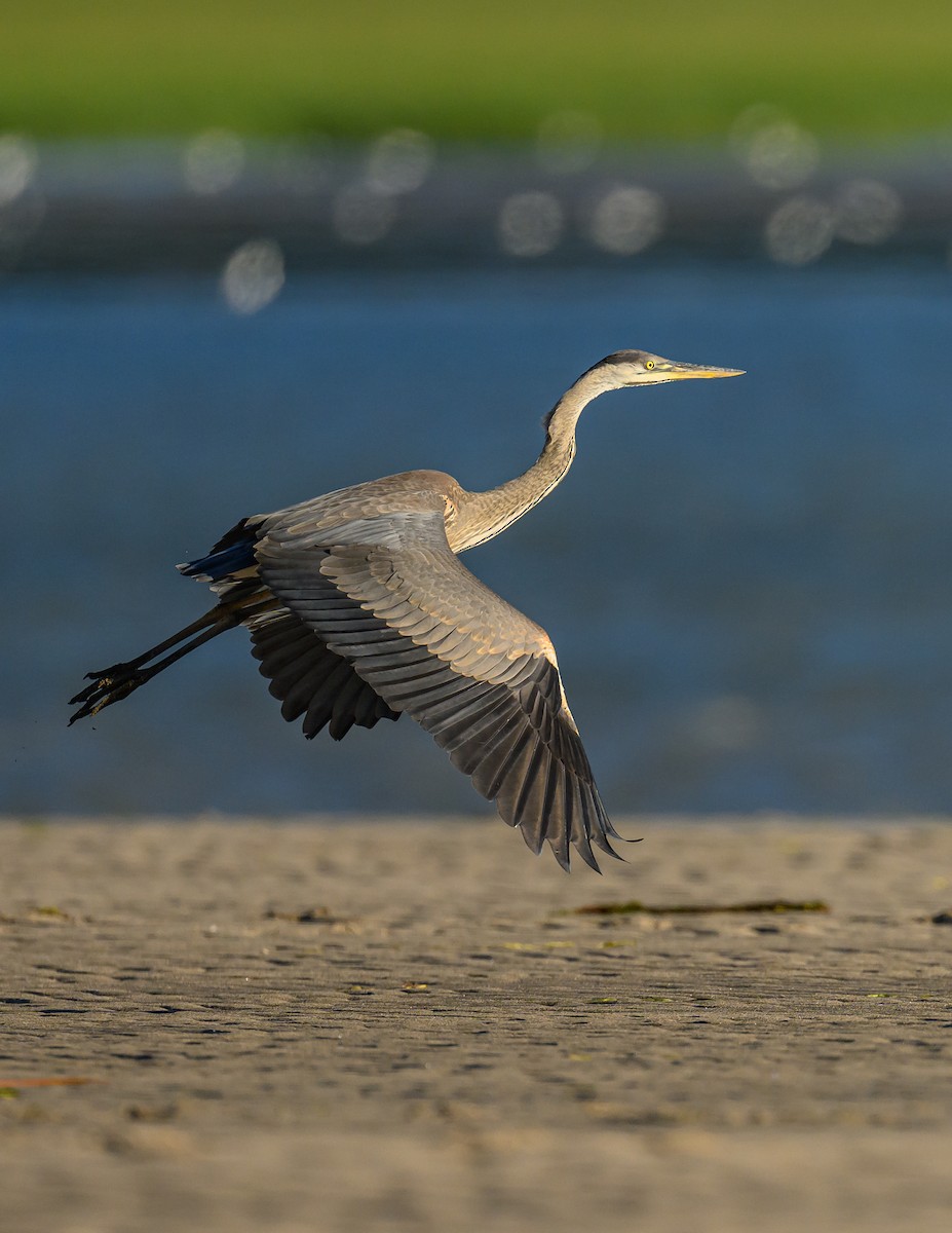 Great Blue Heron - Simon Villeneuve