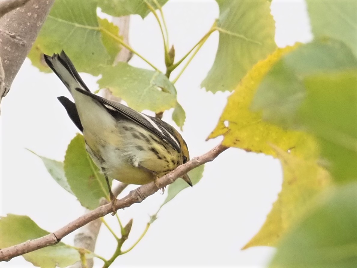 Blackburnian Warbler - Sarah Preston