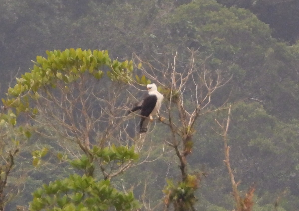 Black-and-white Hawk-Eagle - ML481489891