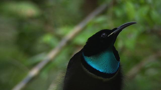 Magnificent Riflebird - ML481490