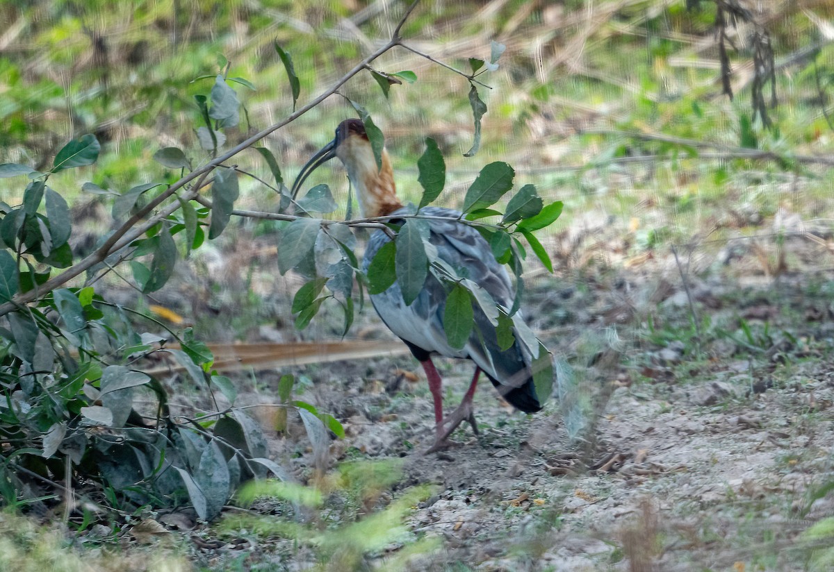 Buff-necked Ibis - Linda Sullivan