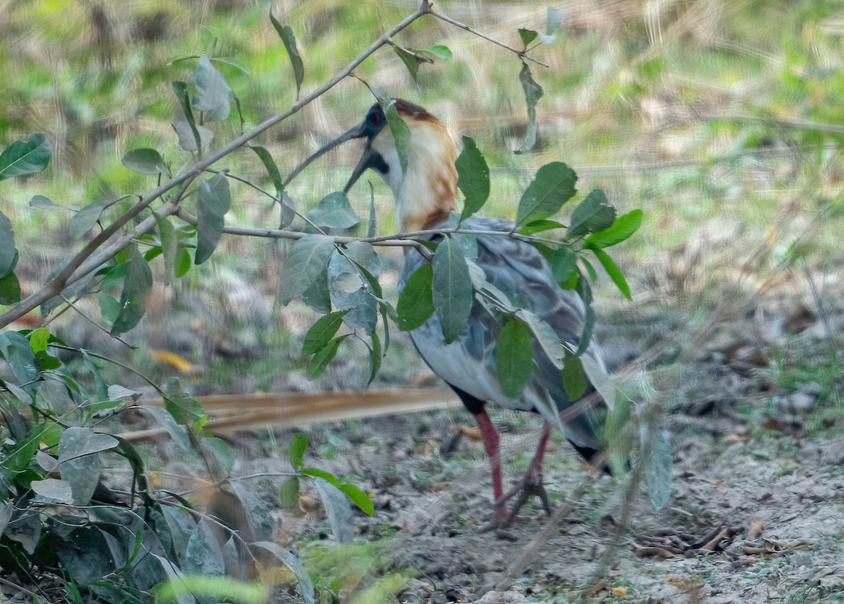 ibis bělokřídlý - ML481490141