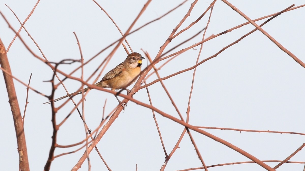 Chotoy Spinetail - ML481490491