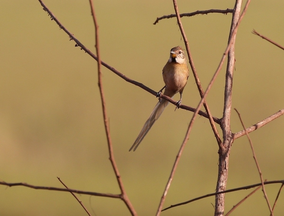 Chotoy Spinetail - ML481490561