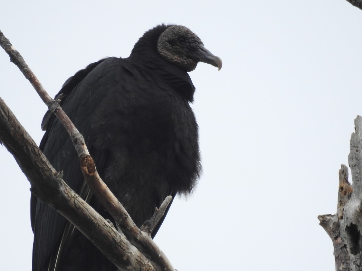 Black Vulture - Alex Cardona