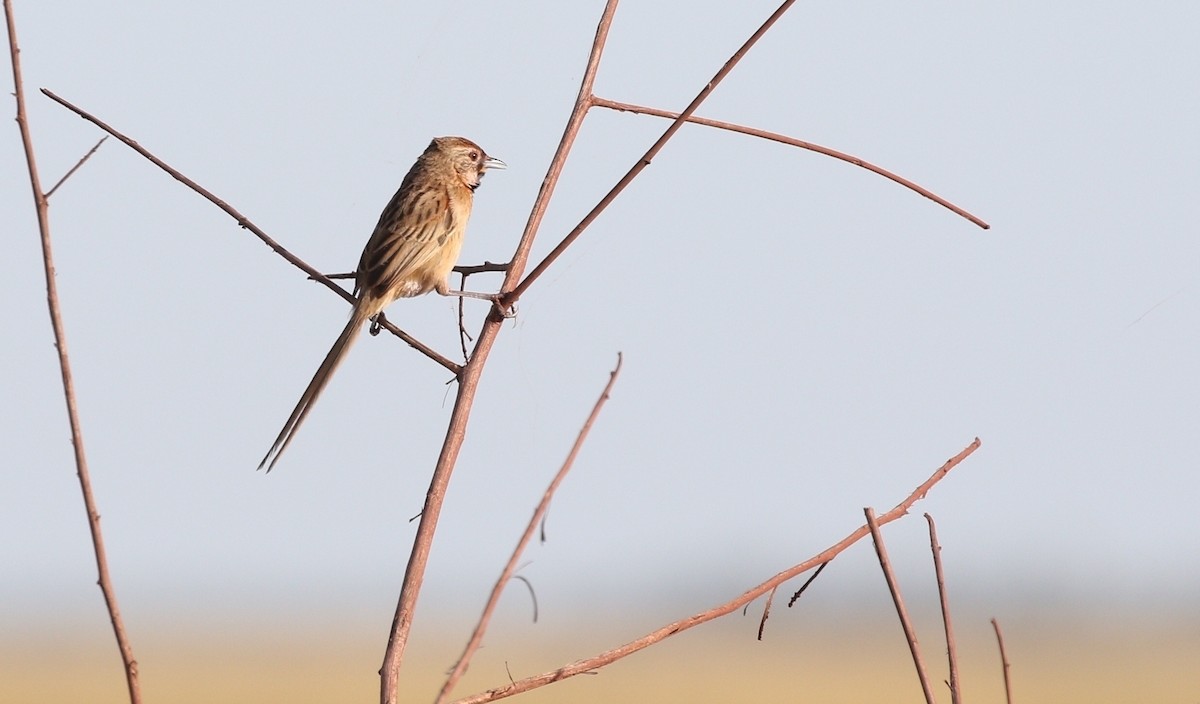 Chotoy Spinetail - ML481490621
