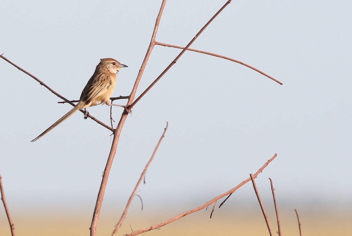 Chotoy Spinetail - ML481490651