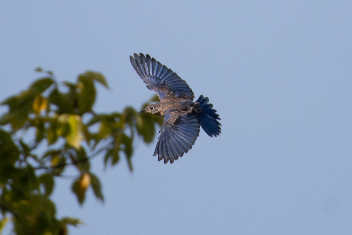 Eastern Bluebird - Andrew Standfield