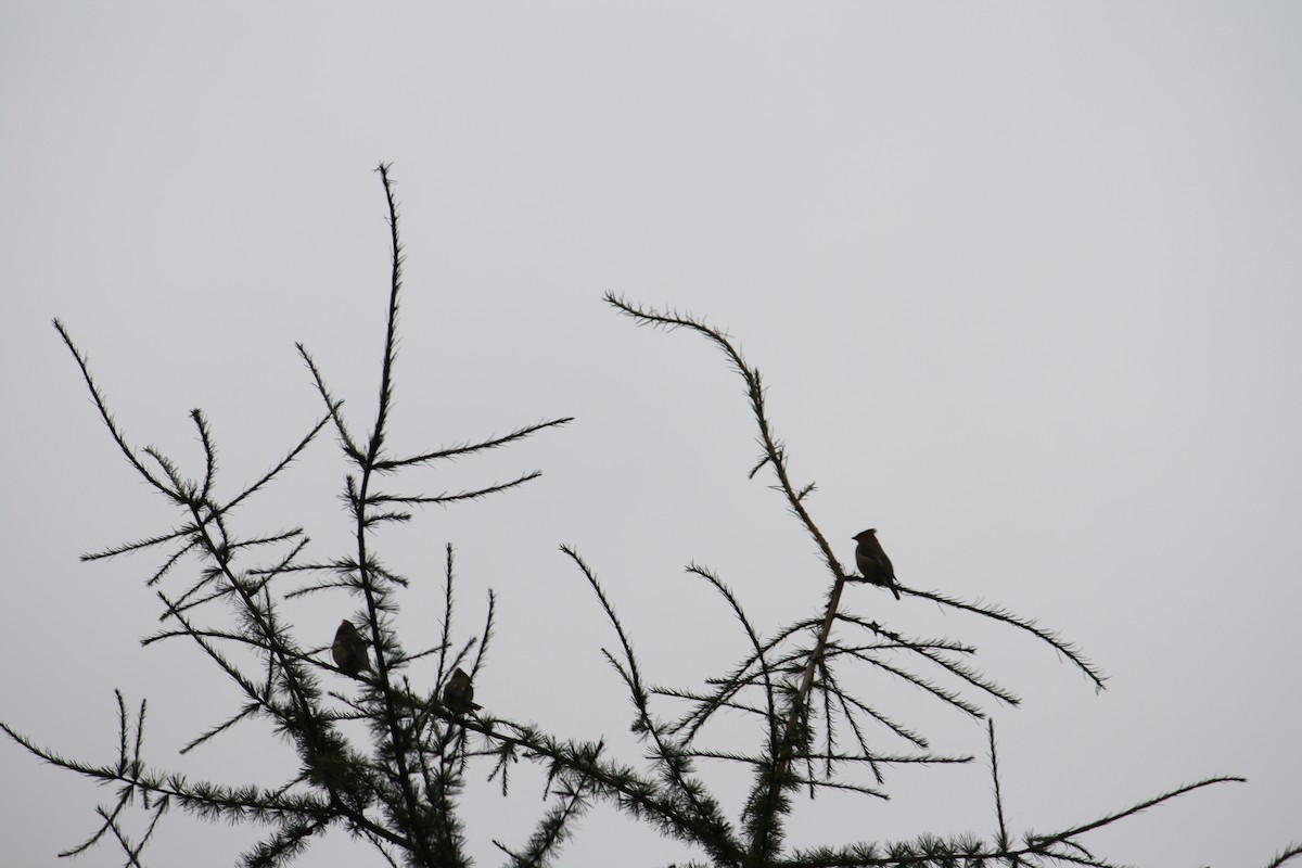 Cedar Waxwing - Scott Hartman