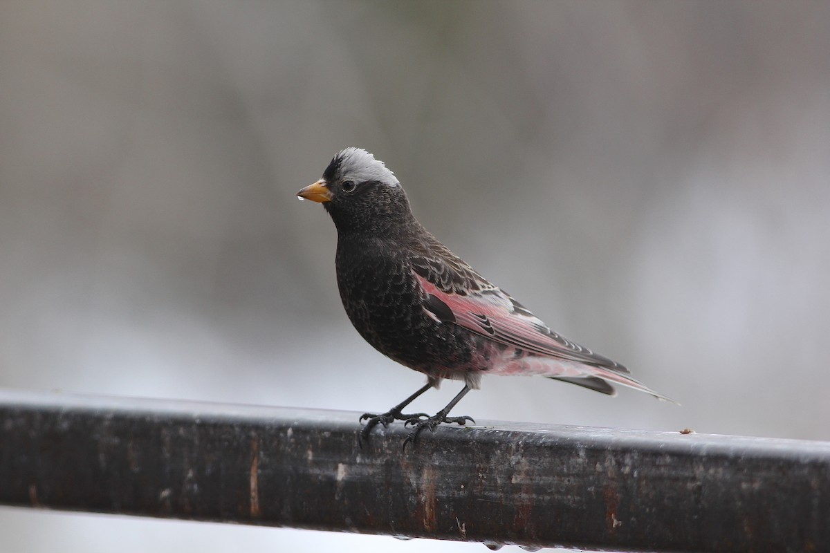 Black Rosy-Finch - ML48149111