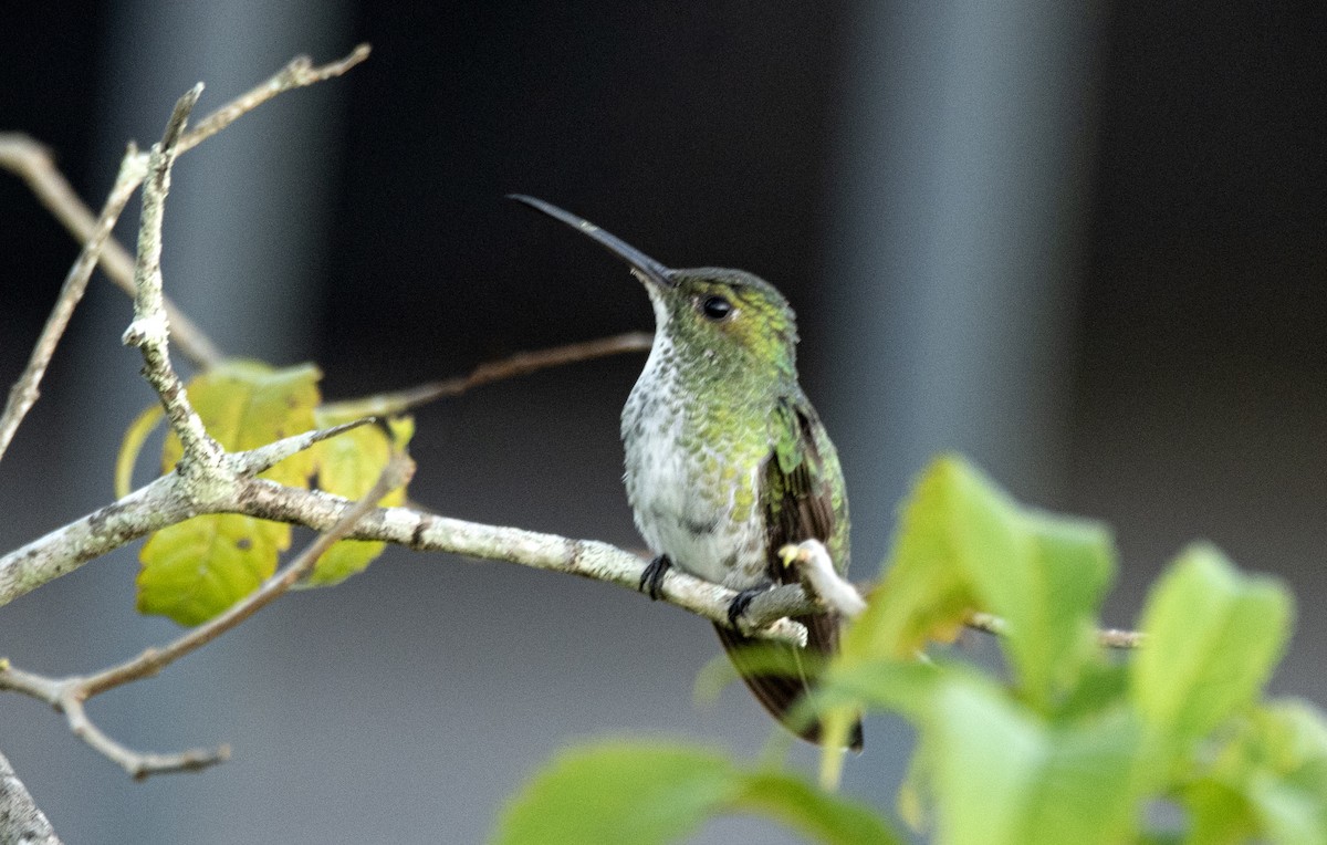 Plain-bellied Emerald - ML481491671