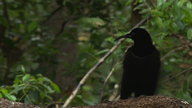 Magnificent Riflebird - ML481492