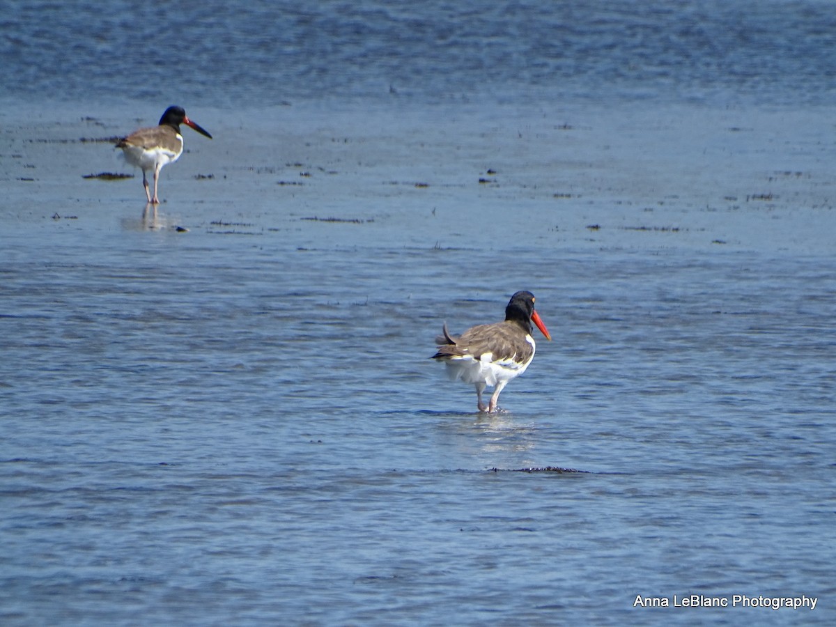 American Oystercatcher - ML481492841