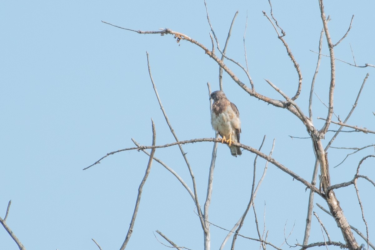 Swainson's Hawk - ML481492861