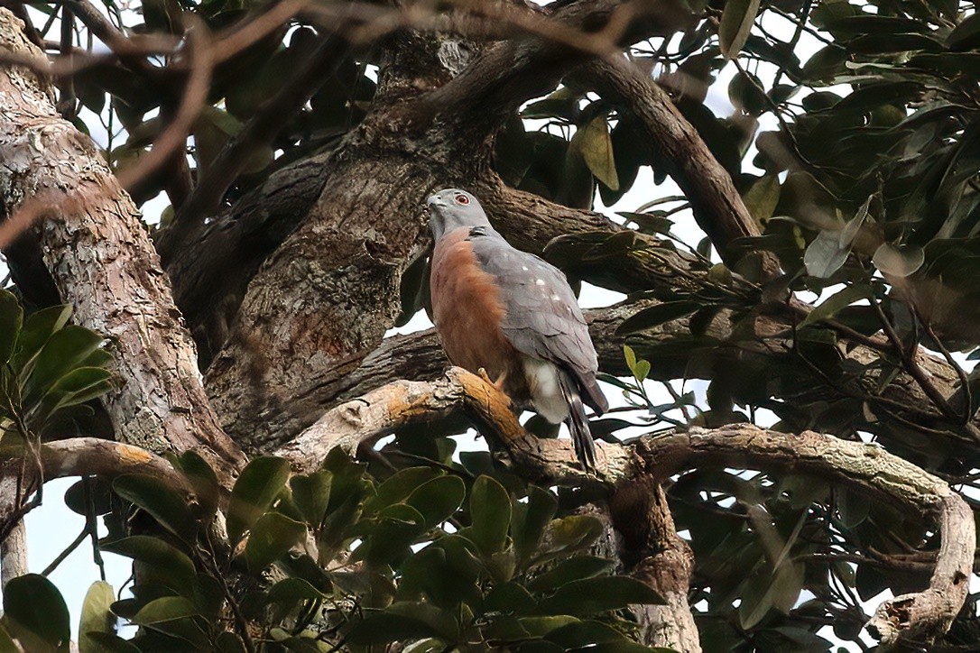 Double-toothed Kite - ML481493081