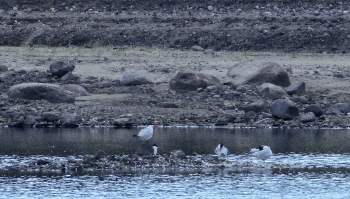 Caspian Tern - ML481493211