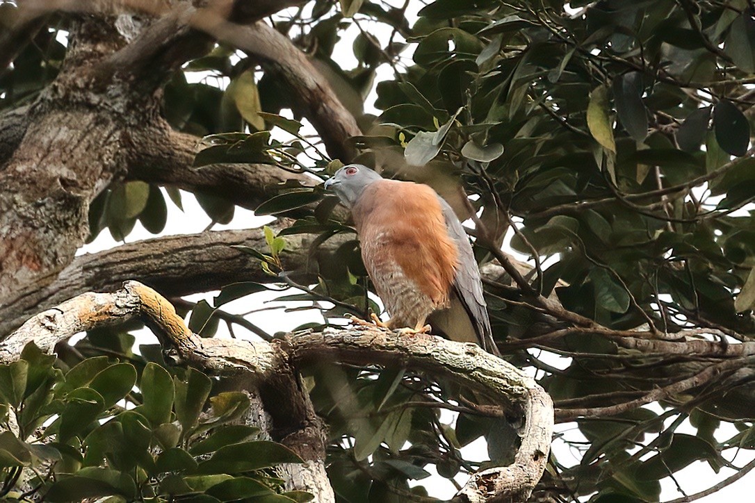 Double-toothed Kite - ML481493231