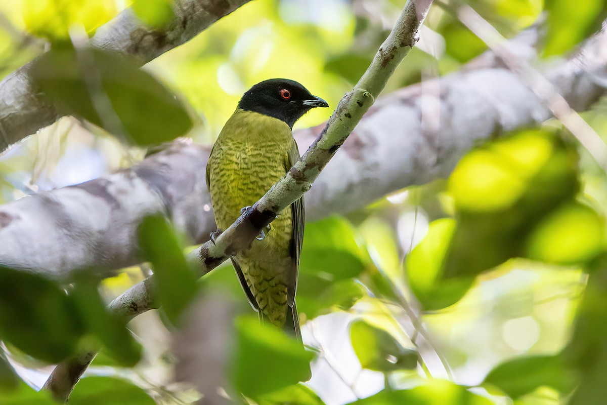 Black-headed Berryeater - ML481493881