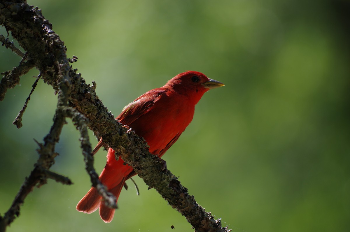 Summer Tanager - ML481493921
