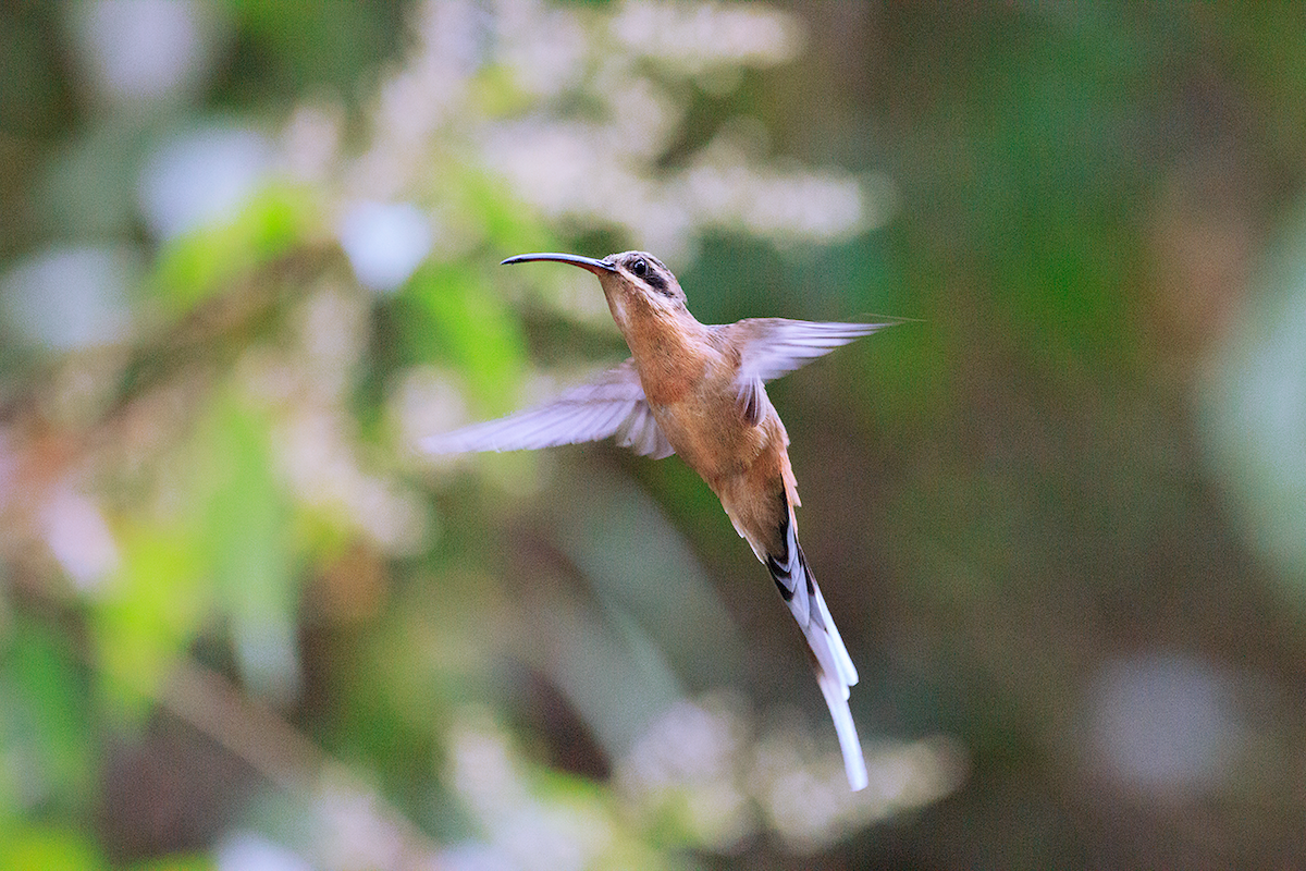 planaltoeremitt - ML481493951