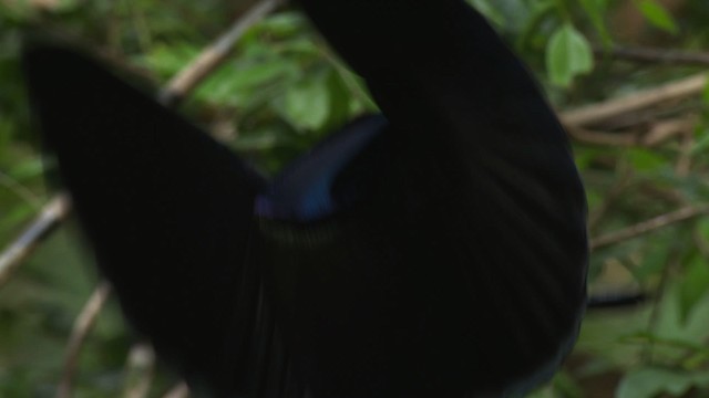 Prachtparadiesvogel - ML481495