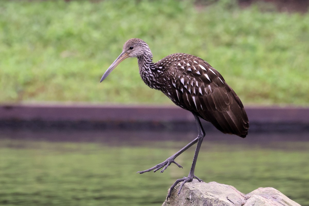 Limpkin - Doug Hommert