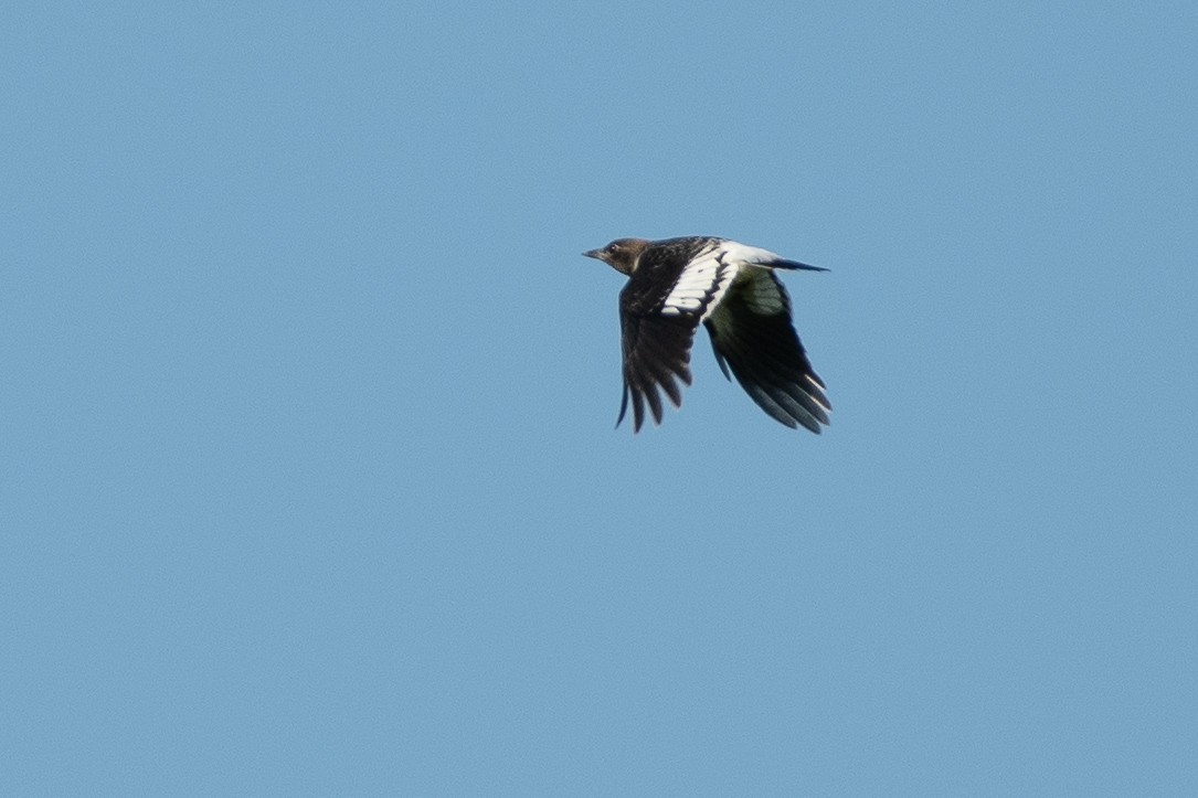 Red-headed Woodpecker - Andrew Standfield