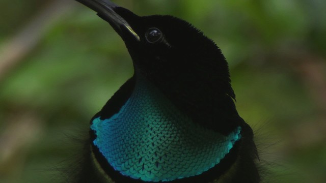 Magnificent Riflebird - ML481497