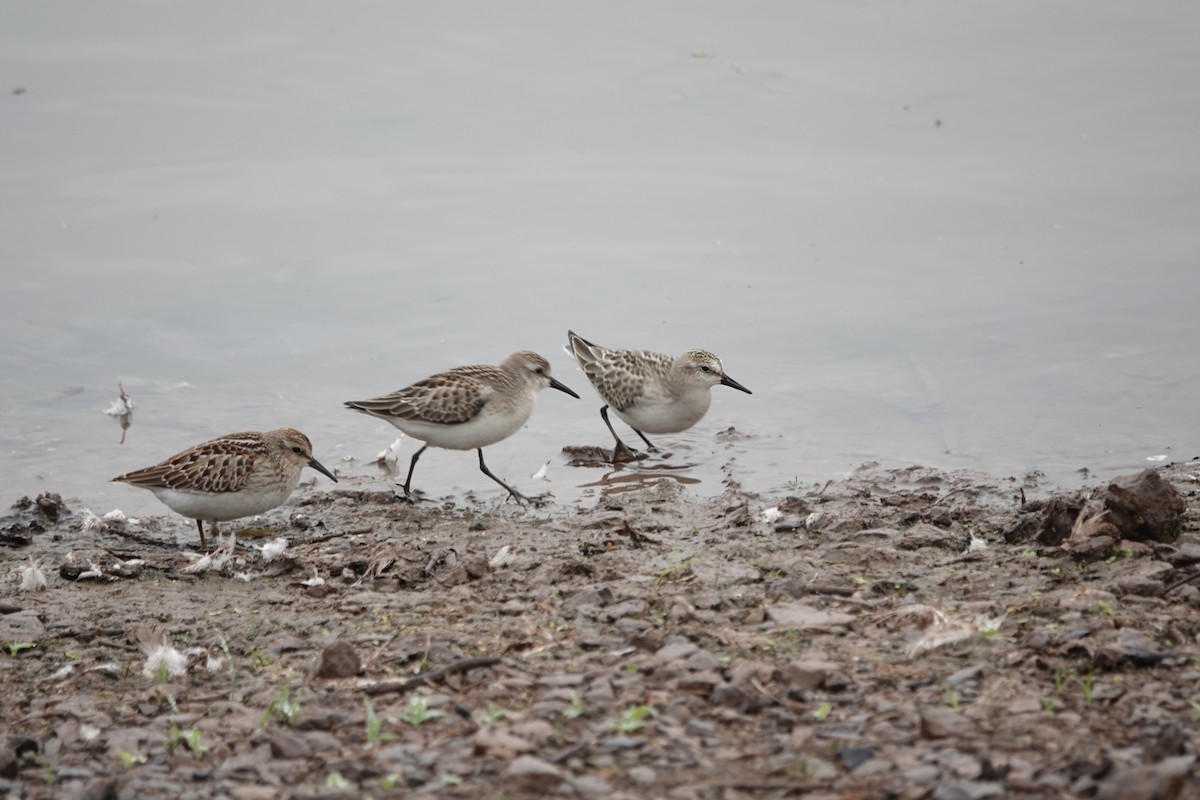 Least Sandpiper - ML481497271