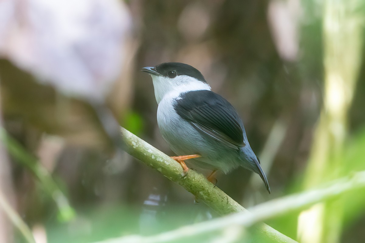 White-bearded Manakin - ML481497891