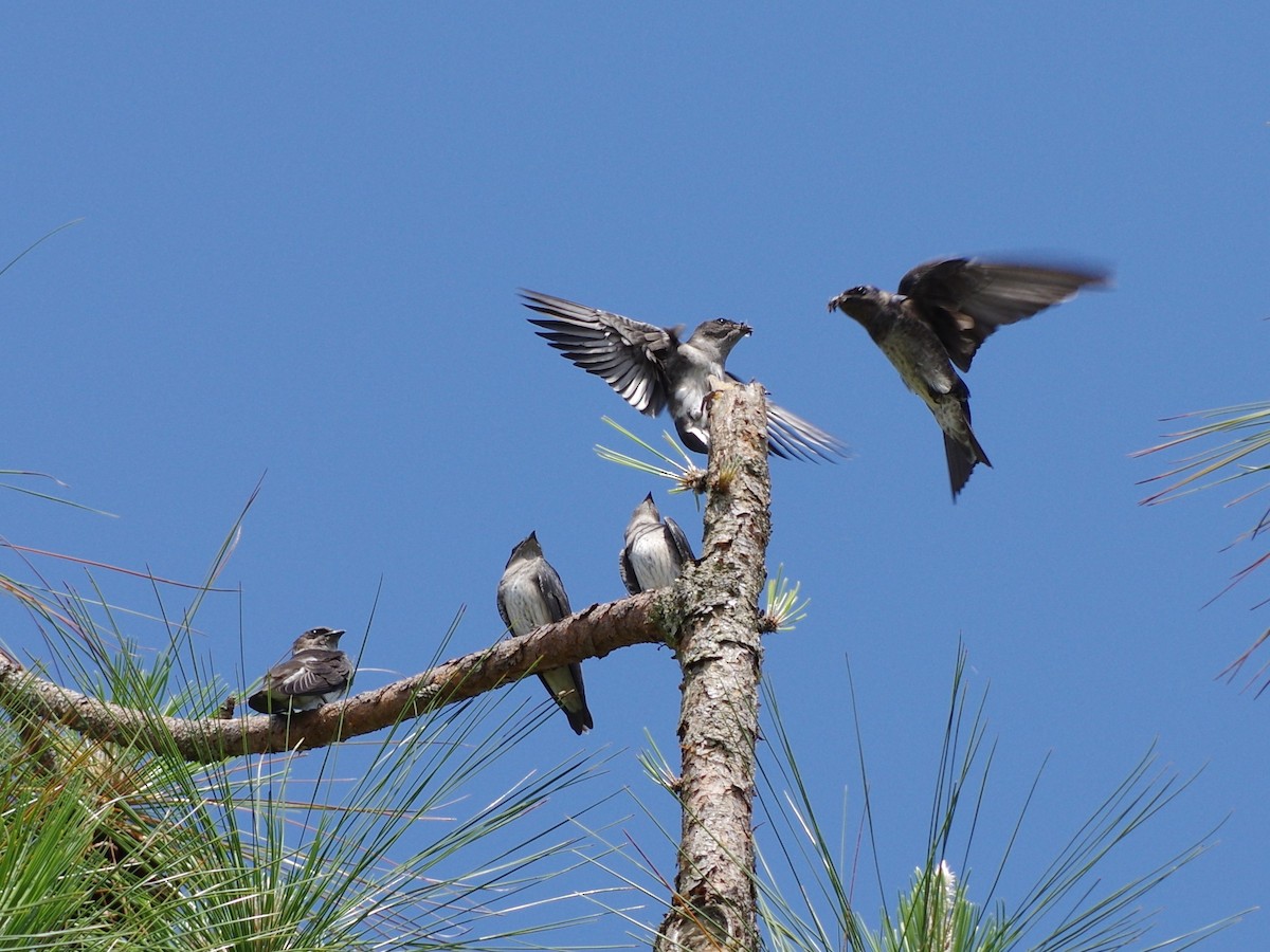 Purple Martin - ML481497921