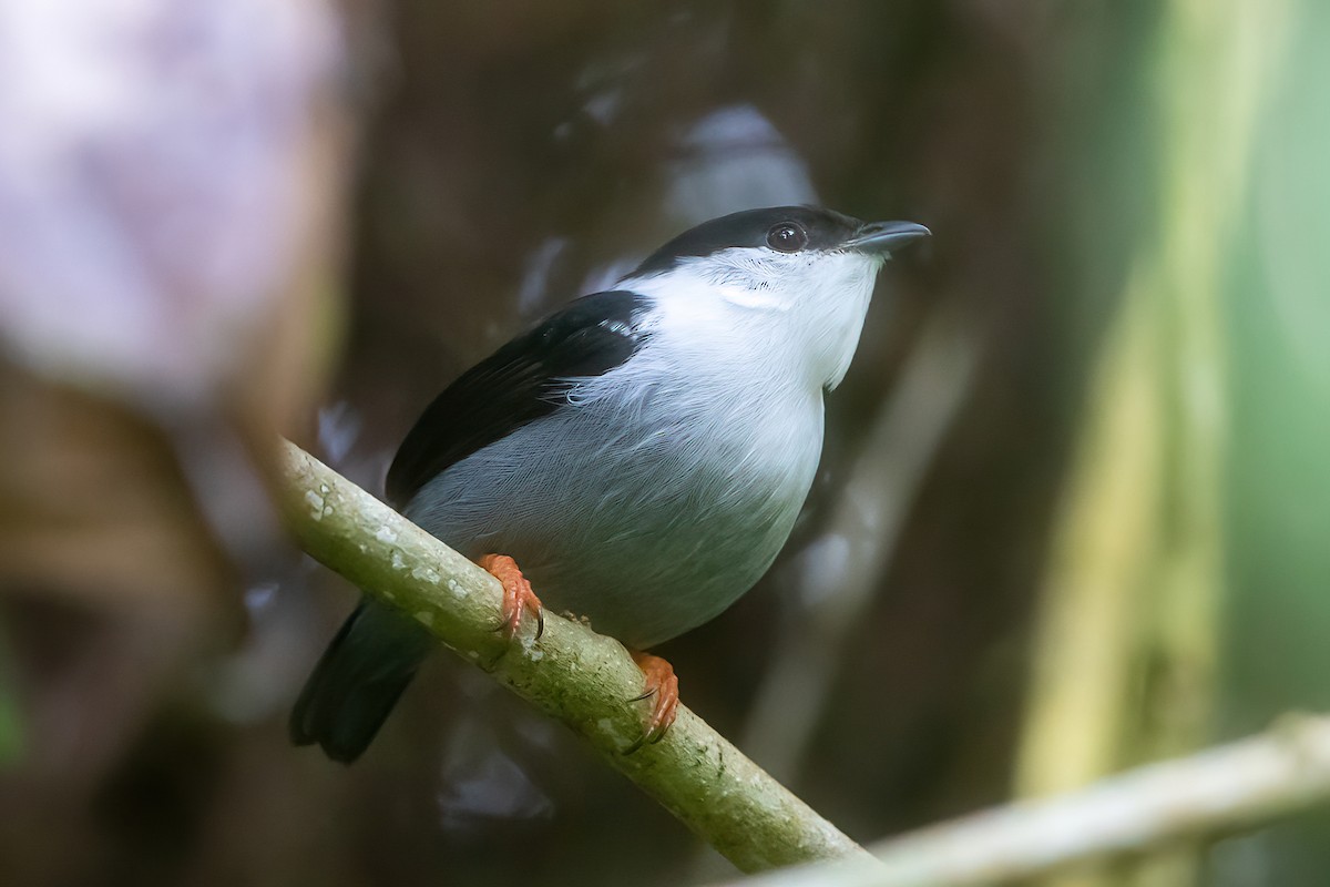 White-bearded Manakin - ML481498061