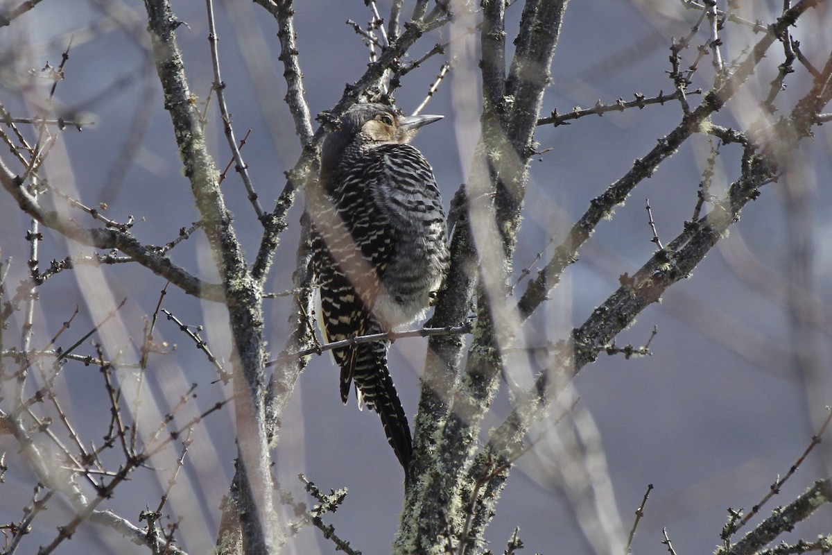 Chilean Flicker - ML481498181