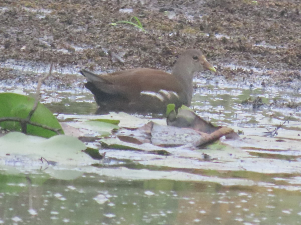 Common Gallinule - ML481498231
