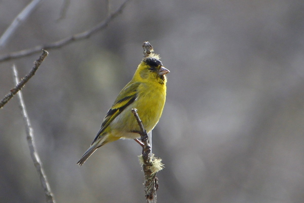 Black-chinned Siskin - ML481498601