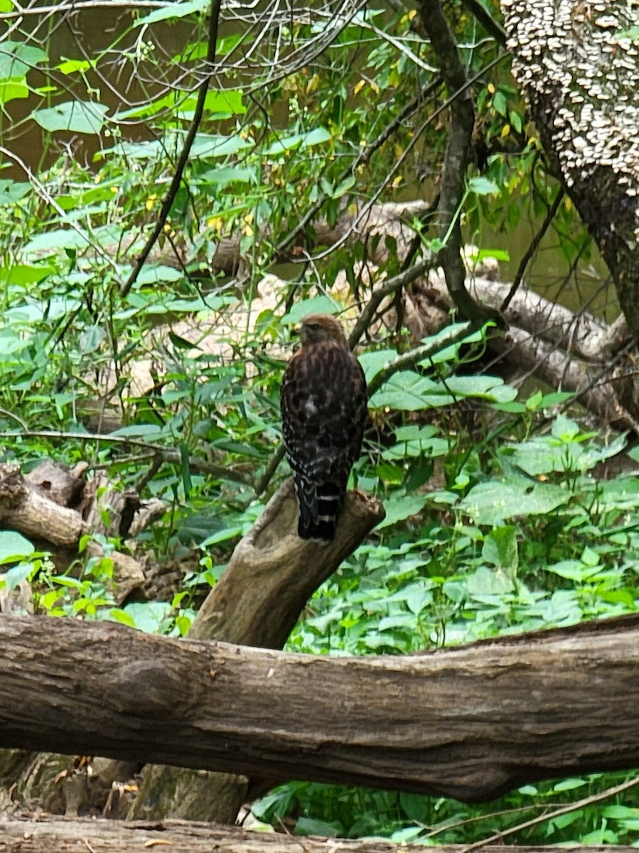 Red-shouldered Hawk - ML481498911