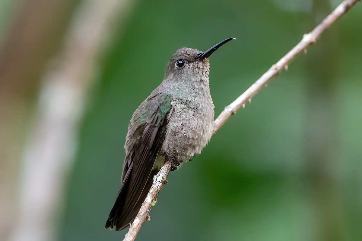 Sombre Hummingbird - Kevin Berkoff