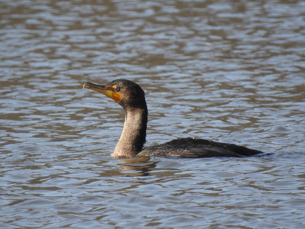 Double-crested Cormorant - ML48149921