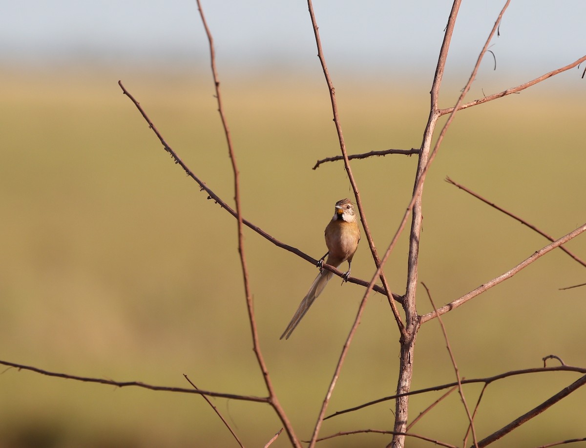 Chotoy Spinetail - ML481499651