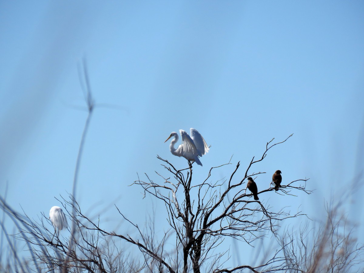 Great Egret - ML481501281