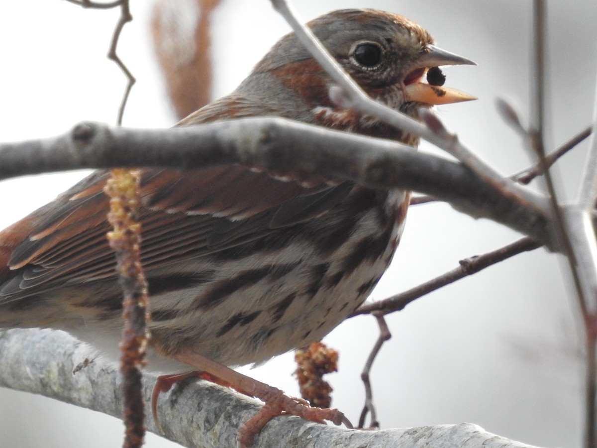 Fox Sparrow - ML48150131