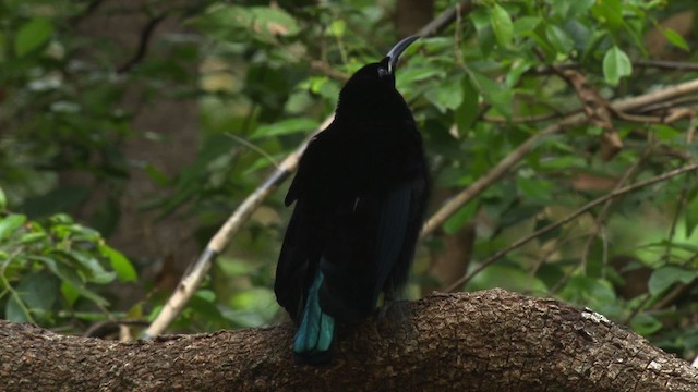 Magnificent Riflebird - ML481502