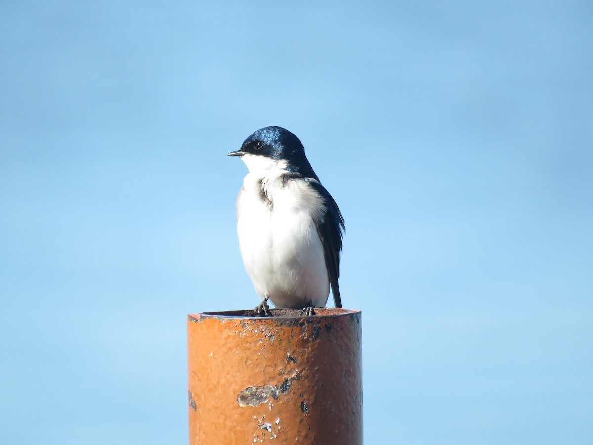 Chilean Swallow - ML481502391